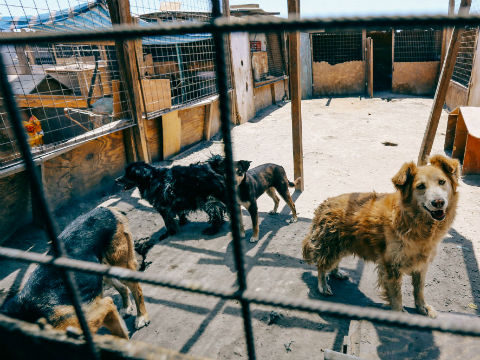 Refugio Canino es beneficiado con operativo de limpieza