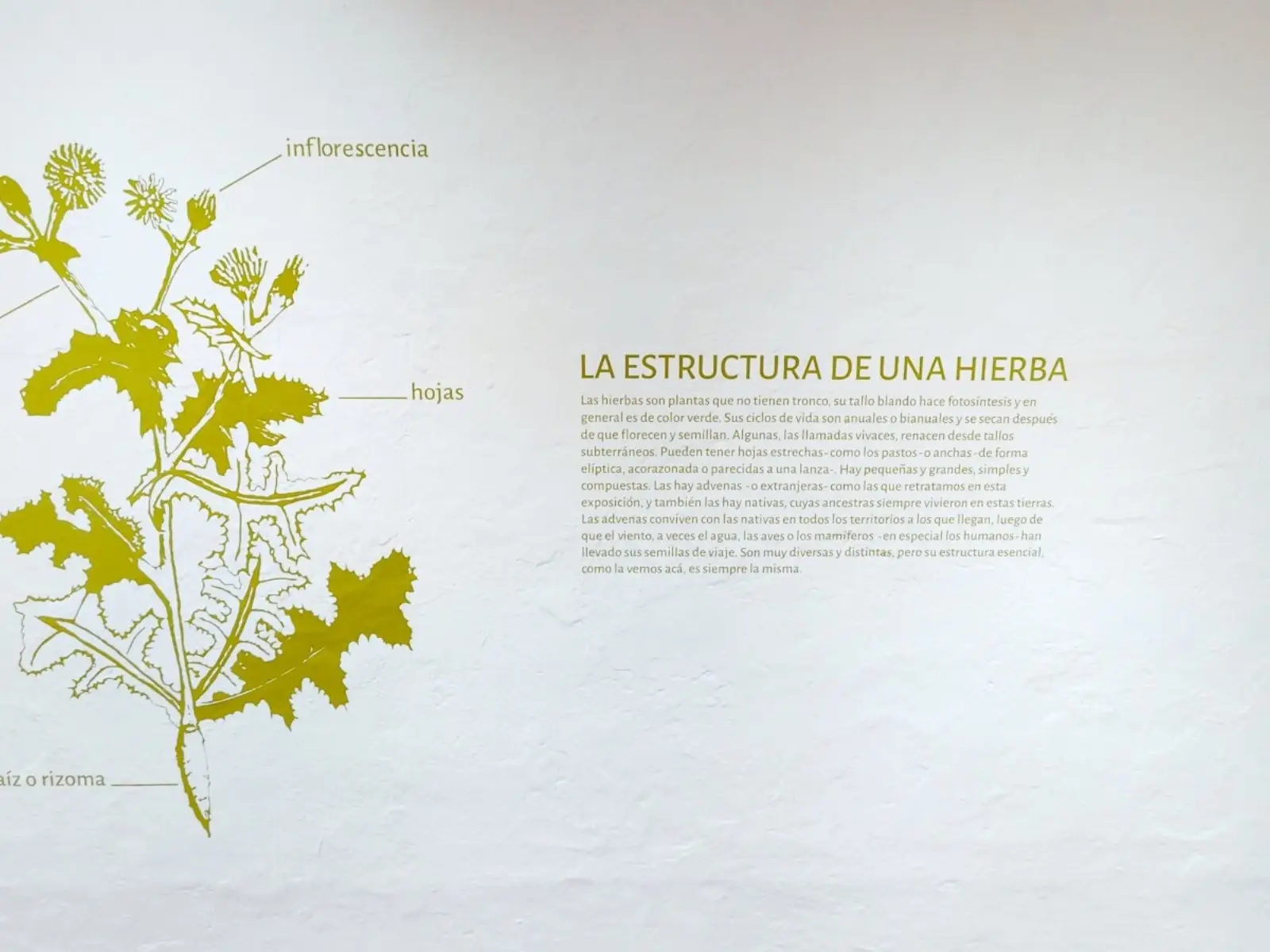 Comunidad de San Pedro de Atacama recibe exposición “Advenas, hierbas migrantes”