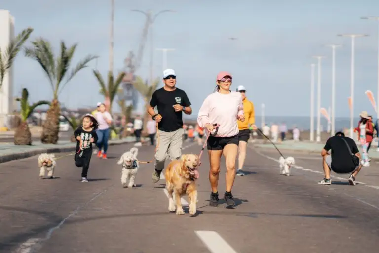 Corrida perruna