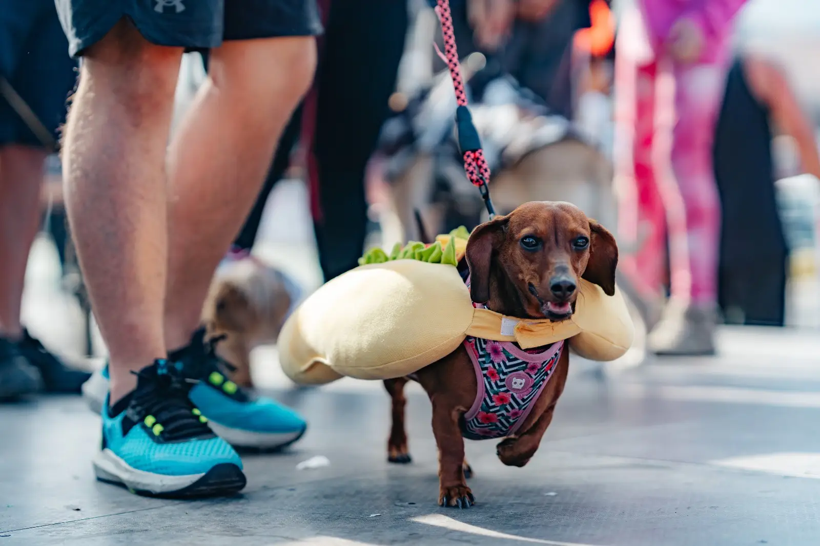 Perro corriendo