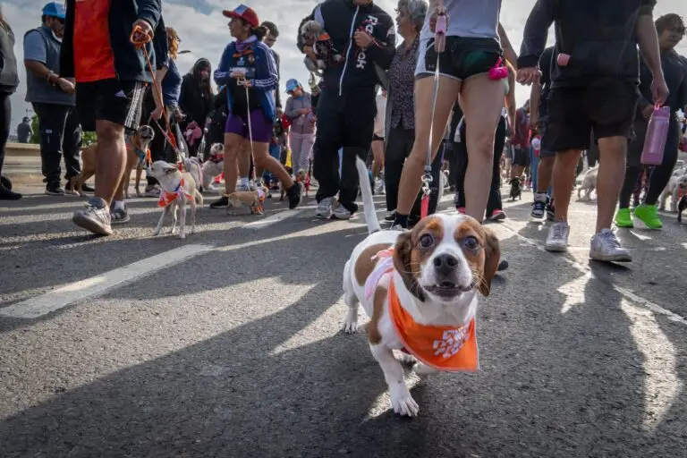 Corrida Familiar Perruna (3)